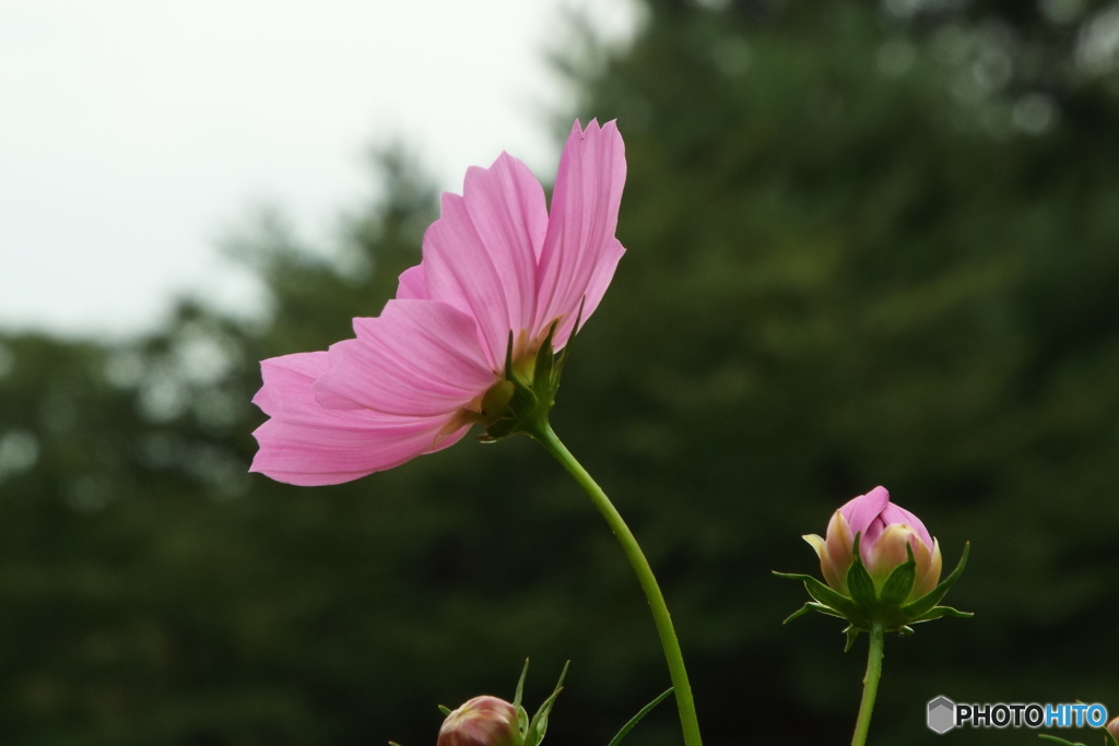 秋桜1