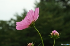 秋桜1