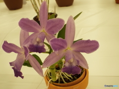 蘭展3