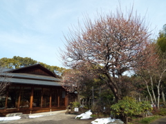 残雪の日本庭園17