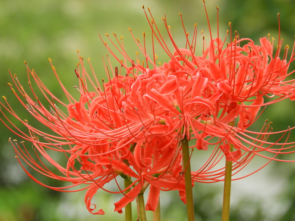 彼岸花15