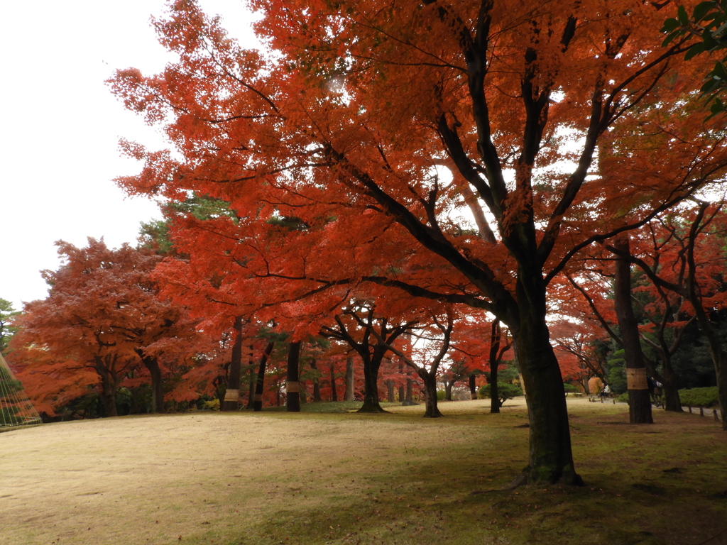 殿ヶ谷戸庭園17