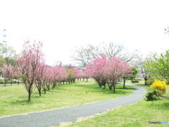 花桃