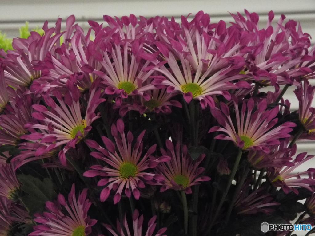 菊12