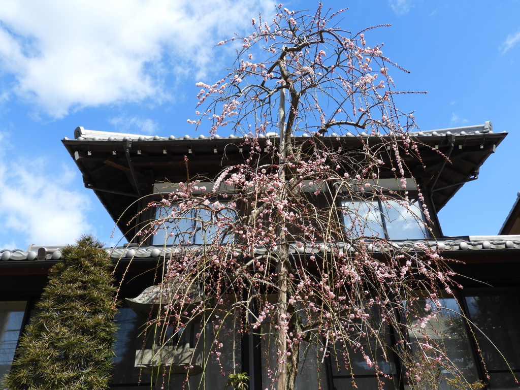 観音寺3