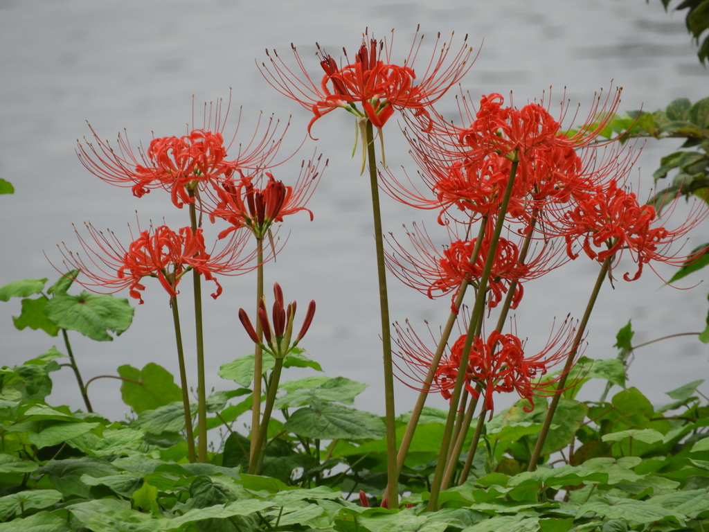 曼珠沙華13