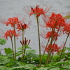曼珠沙華13