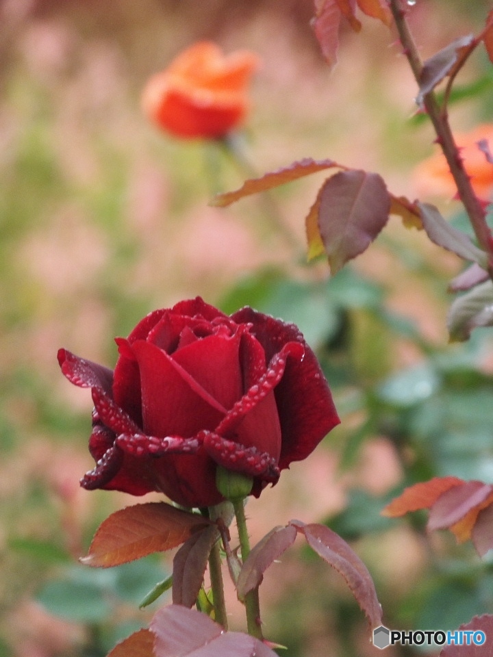 雫を纏った薔薇3