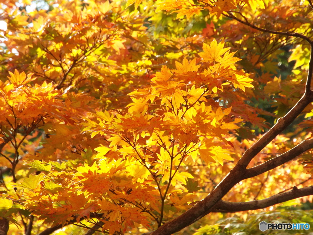 紅葉の日本庭園25