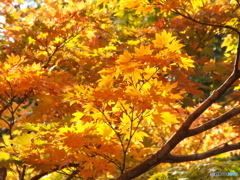 紅葉の日本庭園25