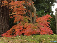 紅葉の能仁寺3