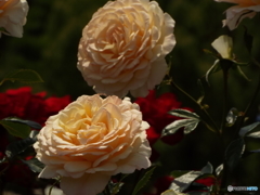 山下公園15