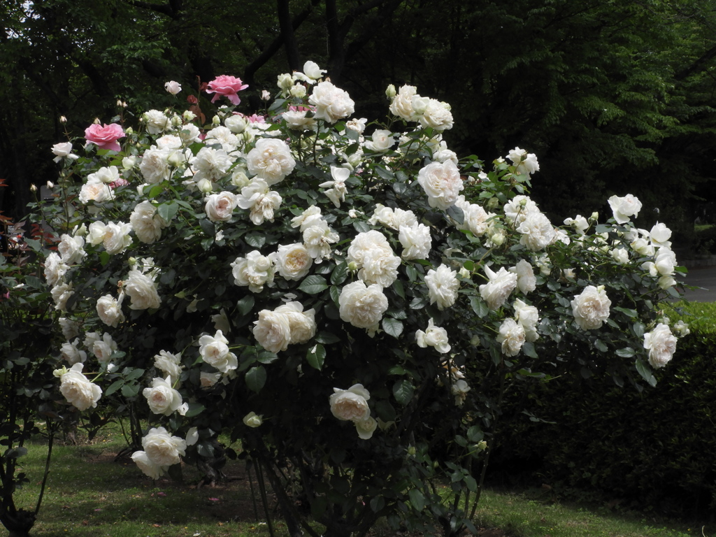 薔薇33