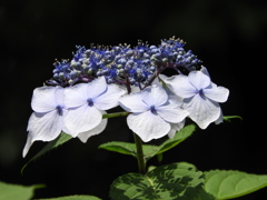 豊島園・額紫陽花4
