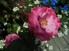 薔薇8