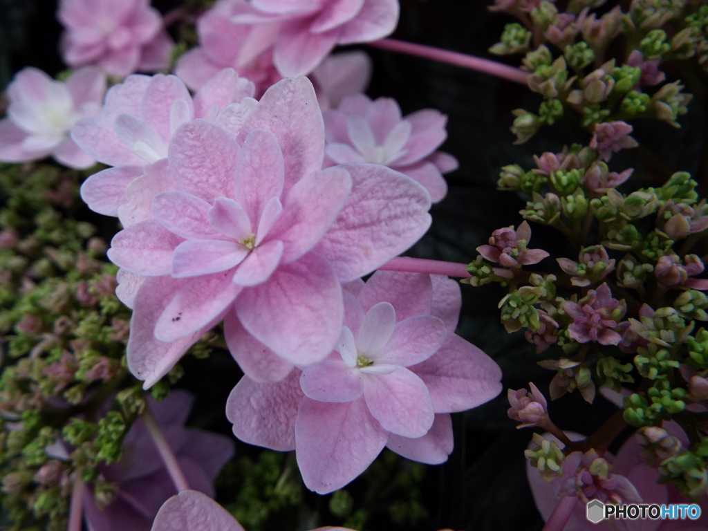 豊島園・紫陽花16