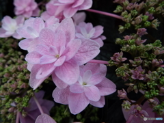 豊島園・紫陽花16