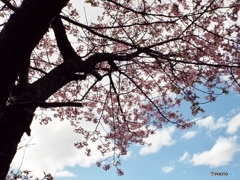 河津桜9