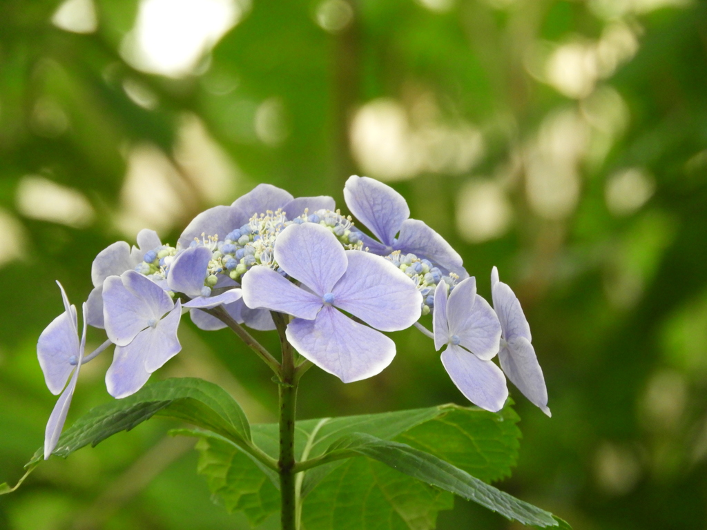 豊島園・額紫陽花20