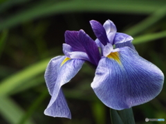 花菖蒲18