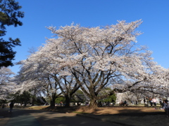 稲荷山公園・桜10