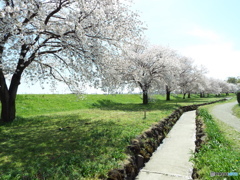桜8