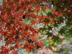 殿ヶ谷戸庭園・もみじ7