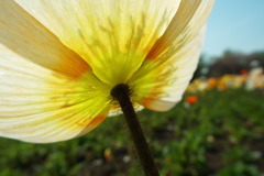 DSCF0578