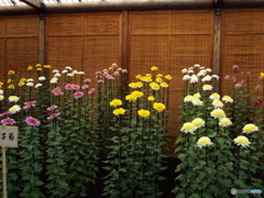 新宿御苑菊花壇展4