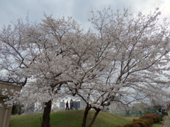 お花見15