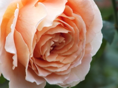 秋薔薇14