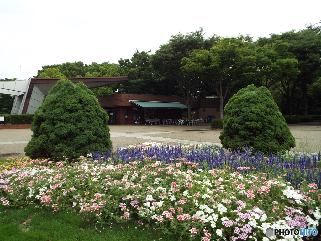 深緑の昭和記念公園1