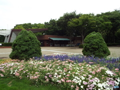 深緑の昭和記念公園1