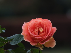 秋薔薇18