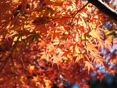 殿ヶ谷戸庭園・もみじ1