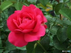薔薇15