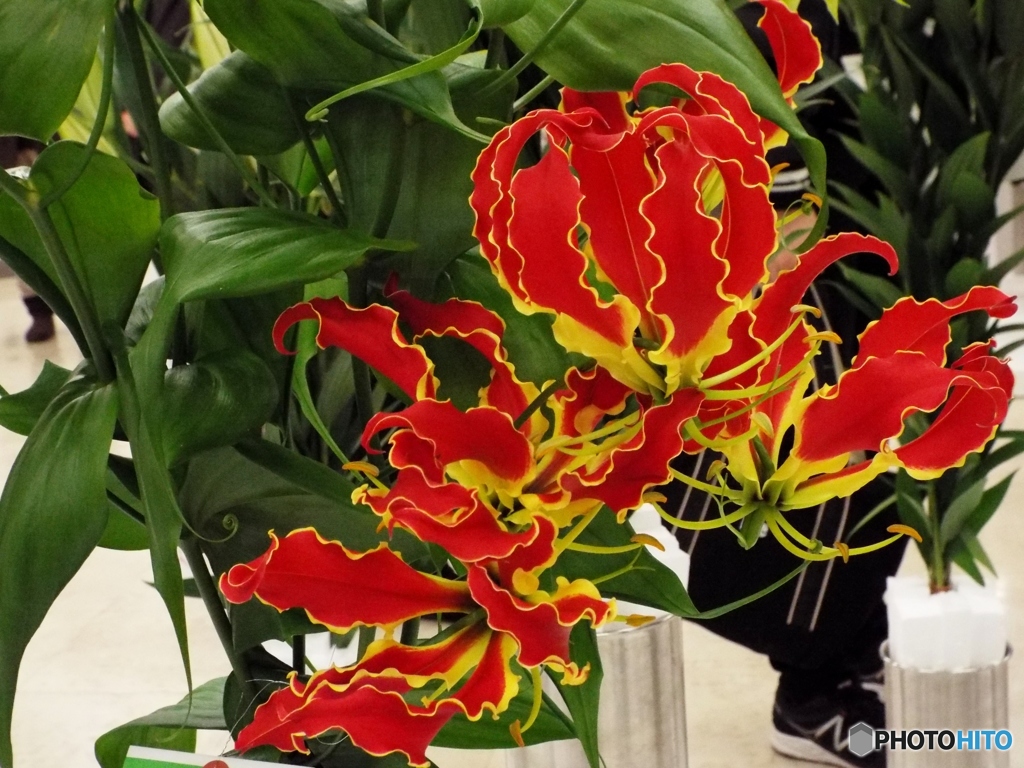 花の展覧会34