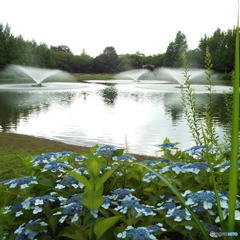 深緑の彩の森入間公園8