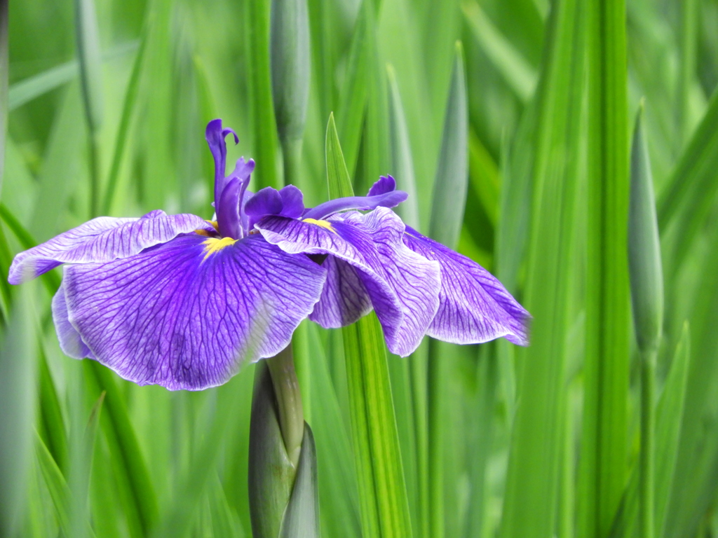 智光山公園・花菖蒲7