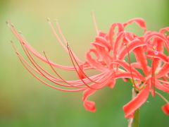 曼珠沙華19