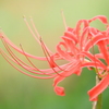 曼珠沙華19