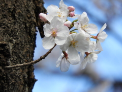 桜12