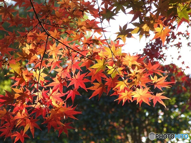 月の石もみじ公園20