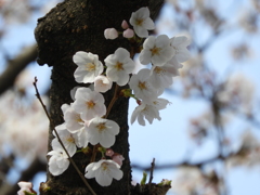 桜11