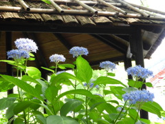 豊島園・紫陽花23