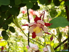 山下公園8
