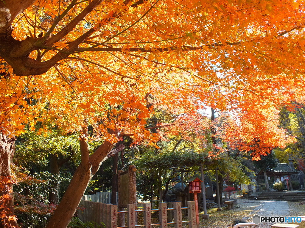 岩殿観音・紅葉