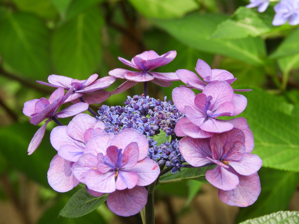 豊島園・額紫陽花2