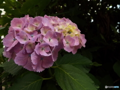 東京都薬用植物園・紫陽花15