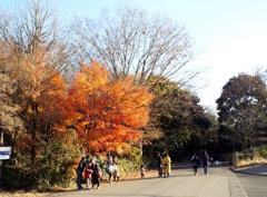 もみじ